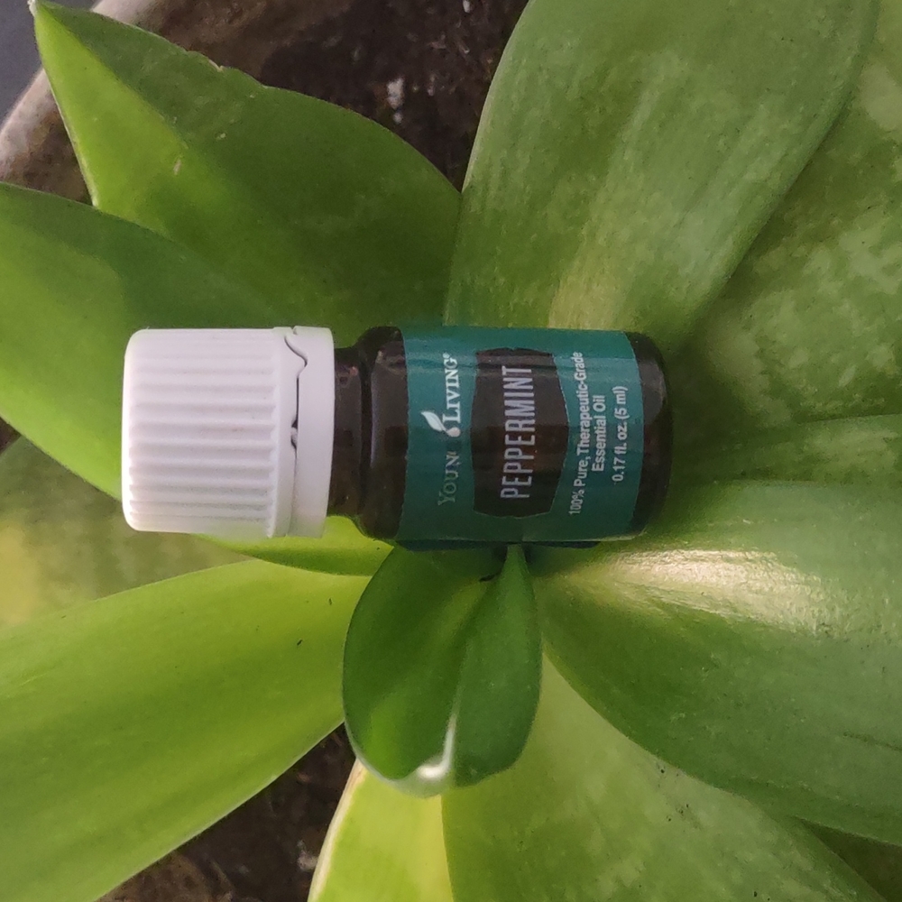 YL oil Peppermint